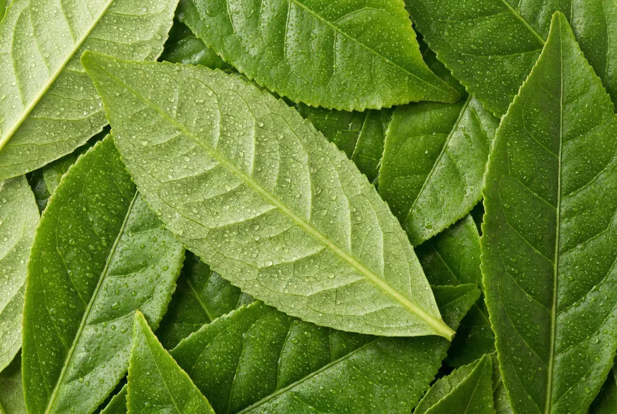 Fresh green tea leaves, the botanical source of L-Theanine in Magic Scoop Electrolytes + Creatine.